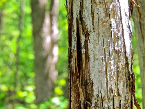 bark  tree bark  tree