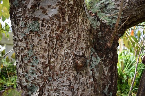 bark  tree  nature