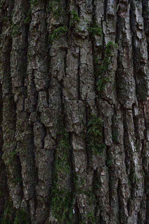 bark  tree bark  wood