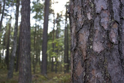 bark  pine  forest