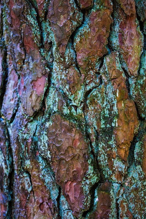 bark  tree  pine