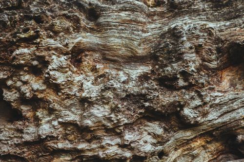 bark tree texture