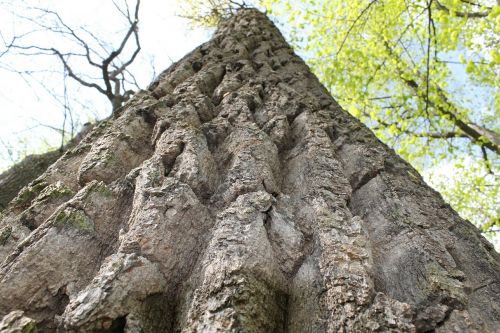 bark tree bark ridge