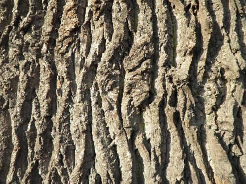 bark tree bark oak