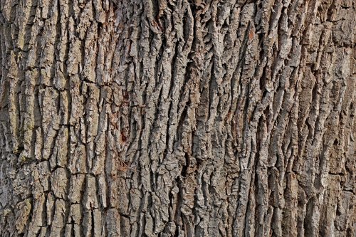 bark  oak  tree