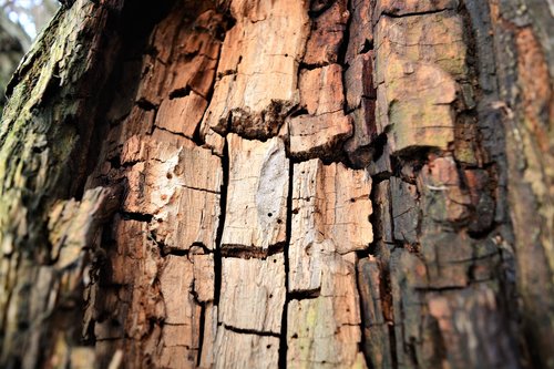 bark  tree  texture