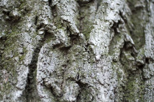 bark tree nature