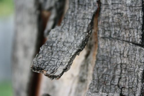 bark tree branch