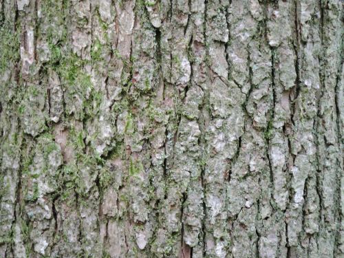 bark tree texture