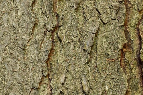 bark  tree bark  honey locust