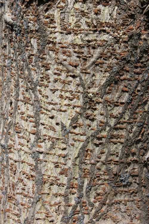 bark wood tree trunk