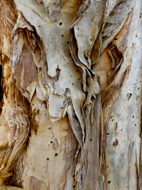 bark paper bark rough