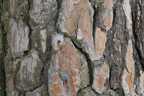 bark tree log