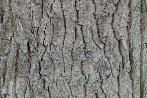 bark tree brown