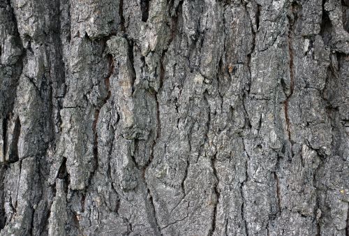 bark wood tree