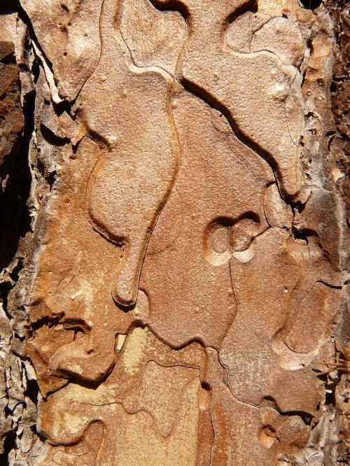 bark tree wood