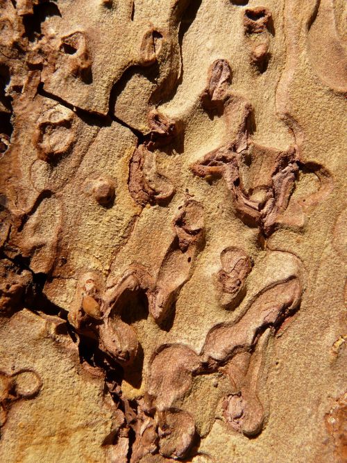 bark tree wood