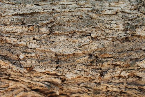 bark wood texture