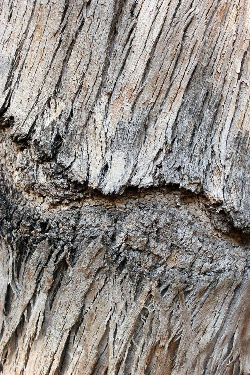 bark tree wood bark