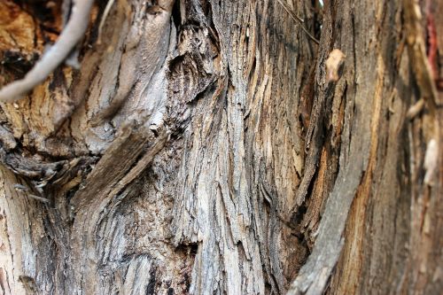bark tree wood bark
