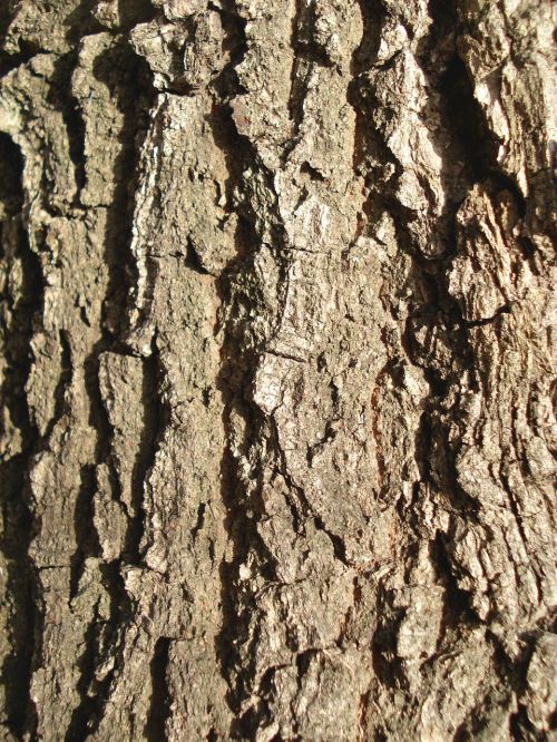 bark wood background