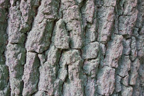 bark poplar tree
