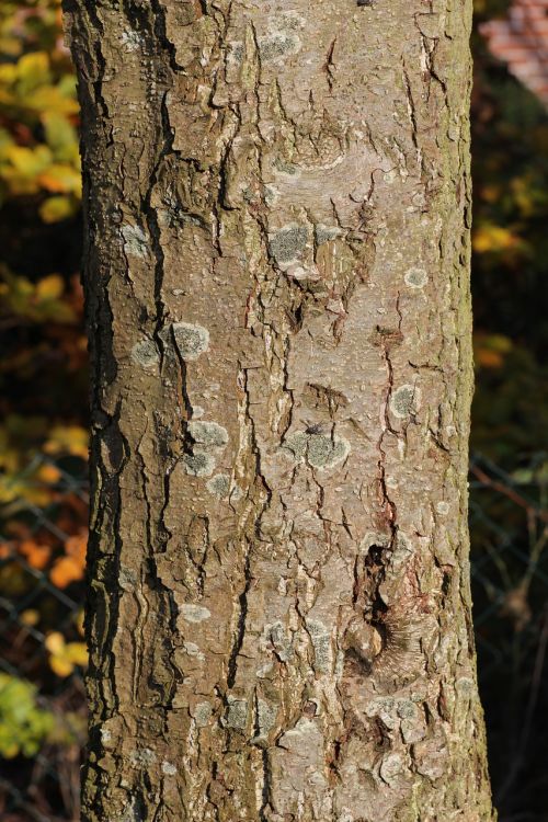 bark tree tribe