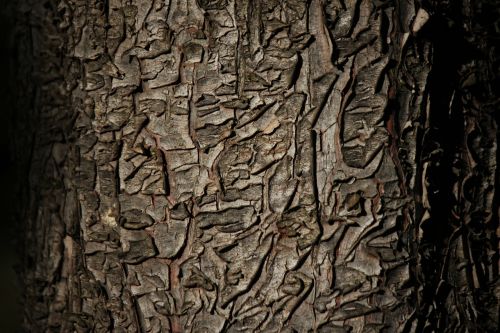 bark tree texture