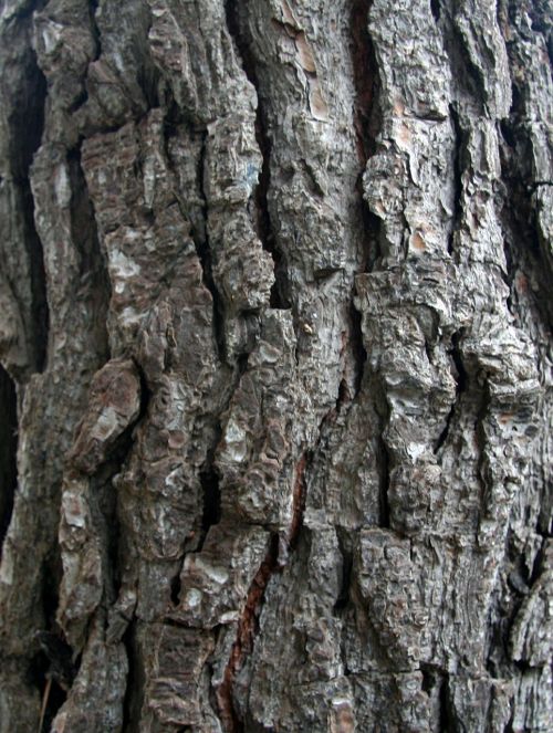 bark pine texture