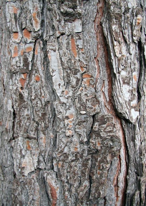 bark troco pine