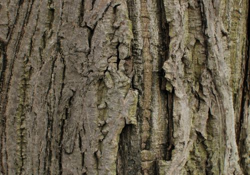 bark wood tree