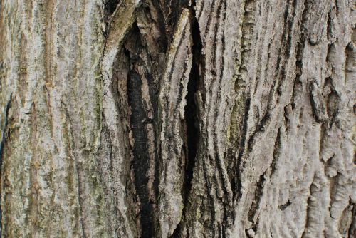 bark wood tree