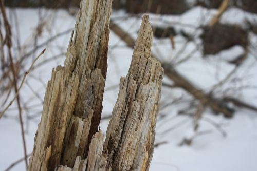bark wood stump