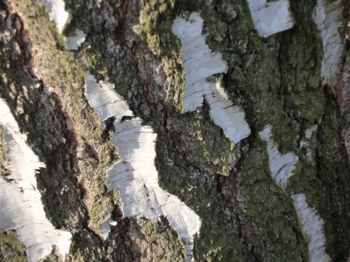 bark birch nature
