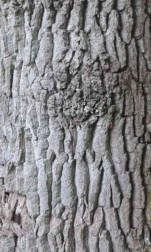 bark tree log