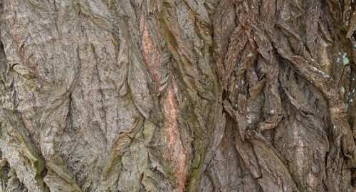 bark tree tree bark