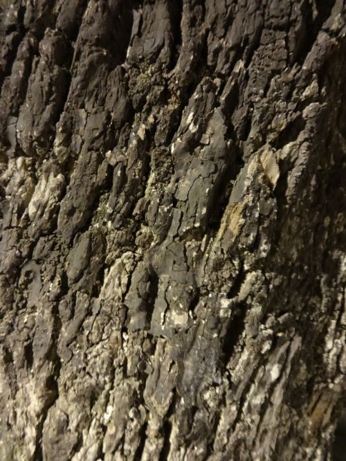 bark wood tree