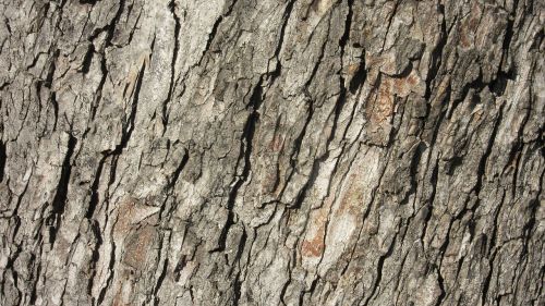 bark ridge tree bark