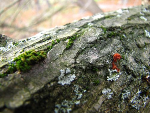 bark mushroom moss
