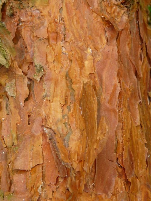 bark pine red