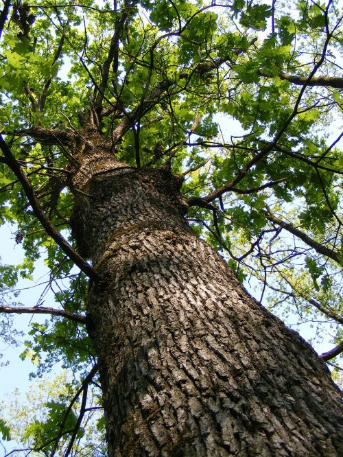 bark forest green