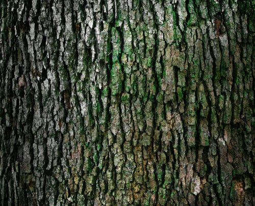 bark trunk pattern