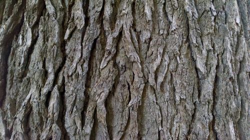 bark tree texture