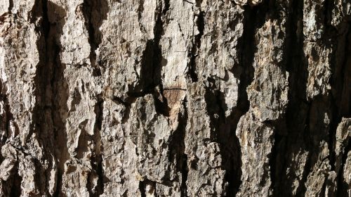 bark textures tree