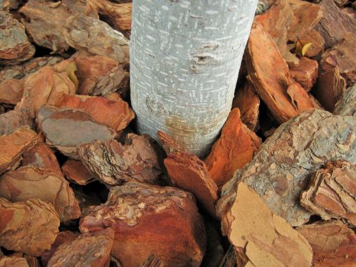 Bark Chips And Stem Of Plant