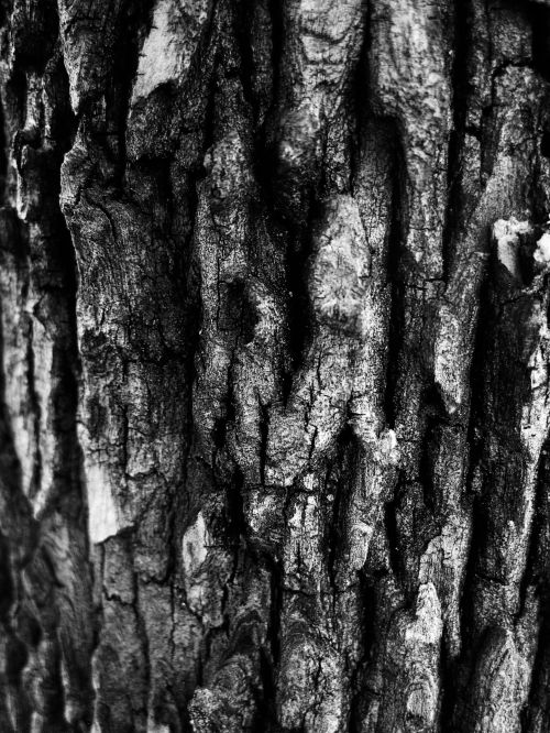 Bark In Low Key B&amp;w