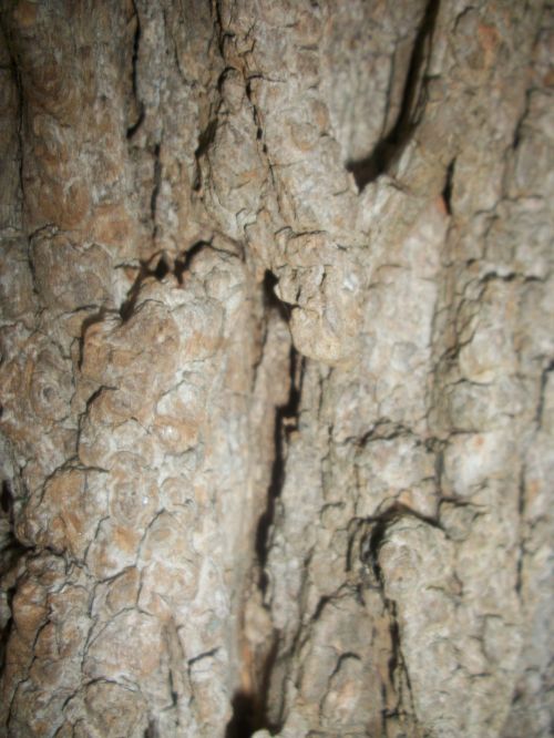 Bark Of A Tree