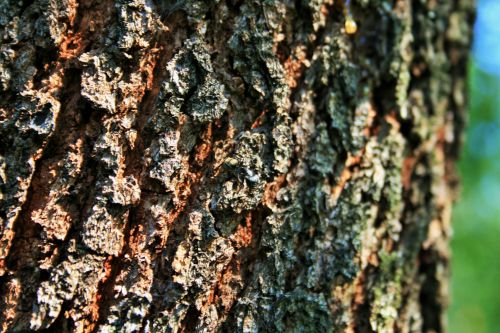 Bark Of Karee