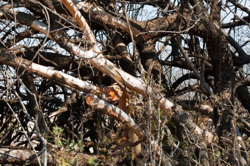 Bark Stripped Off Dead Branches