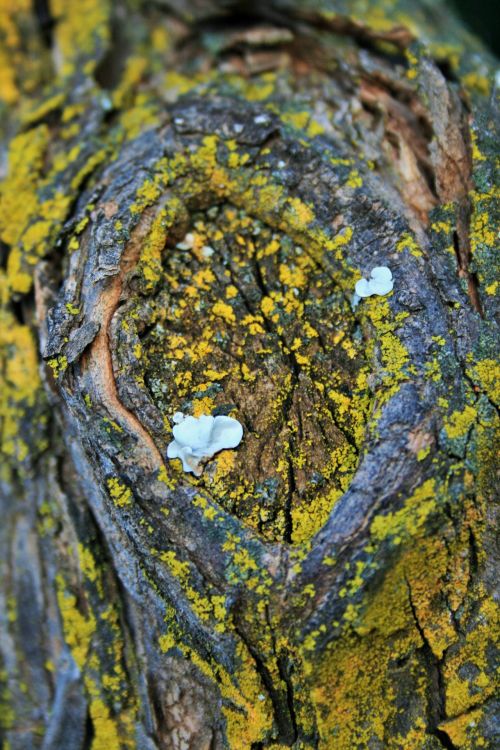 Bark With Lichen And Moss
